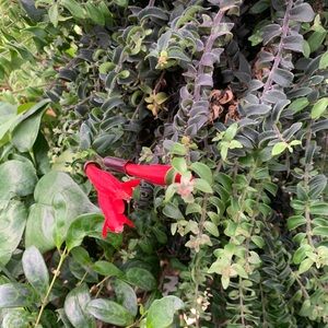 Meet your Posher, Viet